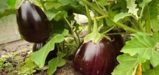 Siyah patlıcan çeşitlerinin tanımı yakışıklı, yetiştirme ve bakım özellikleri