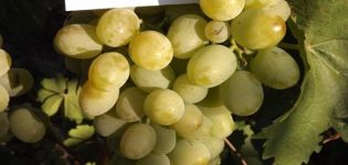 Descripción y reglas para el cultivo de uvas Lancelot.