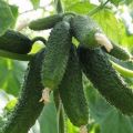 Description of the Amur cucumber variety, its cultivation and care