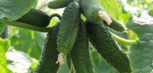 Descripció de la varietat de cogombre Amur, cultiu i cura