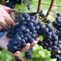 Description and characteristics of the Muromets grape variety, pros and cons, growing rules