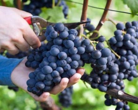 Descripción y características de la variedad de uva Muromets, pros y contras, reglas de cultivo.