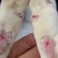 Symptomer og hurtig behandling af kaniner fra pododermatitis derhjemme