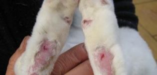 Símptomes i tractament ràpid de conills de pododermatitis a casa