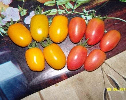 מאפיינים ותיאור של זרעי העגבניות סוכריות דבש