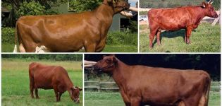 وصف وخصائص أبقار Angler ، قواعد الصيانة