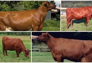 Description and characteristics of Angler cows, maintenance rules