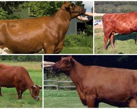 Descripción y características de las vacas rape, reglas de mantenimiento.