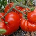 Description of tomato variety Heat, cultivation features and yield