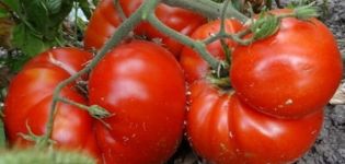 Opis odrody paradajok Teplo, pestovateľské vlastnosti a výnos