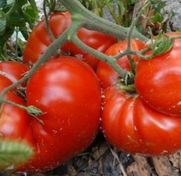 Descrizione della varietà di pomodoro Calore, caratteristiche di coltivazione e resa