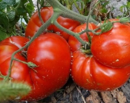 Pomidorų veislės aprašymas, auginimo ypatybės ir derlius