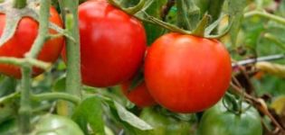 Characteristics and description of the Morozko tomato variety