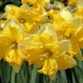 Περιγραφή και χαρακτηριστικά της ποικιλίας Narcissus Chanterel, κανόνες φύτευσης και φροντίδας