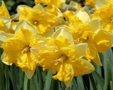Mô tả và đặc điểm của giống Narcissus Chanterel, quy tắc trồng và chăm sóc