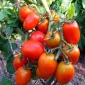 Egenskaber og beskrivelse af tomatsorten Hidalgo F1, dens udbytte