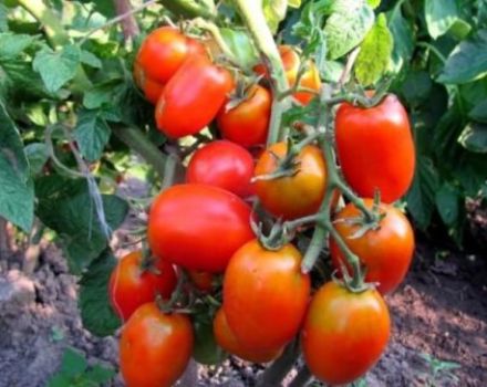 Tomaattilajikkeen Hidalgo F1 ominaisuudet ja kuvaus, sen sato