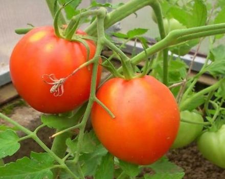 Beschreibung der Tomatensorte Pyshka und ihrer Eigenschaften