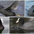 The name of the black duck with a white beak and its habitat, diet and enemies
