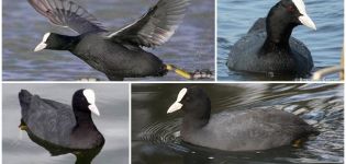 The name of the black duck with a white beak and its habitat, diet and enemies