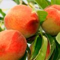 Beschreibung und Eigenschaften der Pfirsichsorte Golden Jubilee, Pflanzung und Pflege
