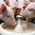 Come allevare correttamente il latte in polvere, la sua composizione e il valore per i suinetti