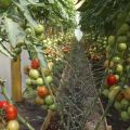 Ei-mausteisten tomaattilajikkeiden ominaisuudet ja kuvaus