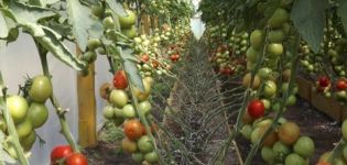 Kenmerken en beschrijving van rassen van niet-pittige tomaten