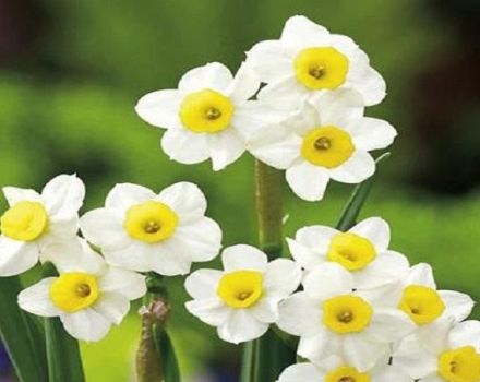 Description and characteristics of the Minnow daffodil variety, planting and care rules