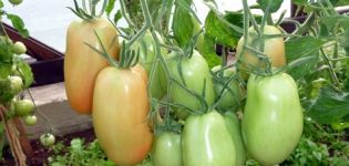 Pomidorų veislės „Knyaginya“ aprašymas ir savybės, derlius