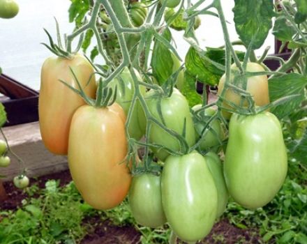 Descripción y características de la variedad de tomate Knyaginya, su rendimiento.