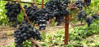 Opis czarnych winogron Kishmish, uprawy i odmian
