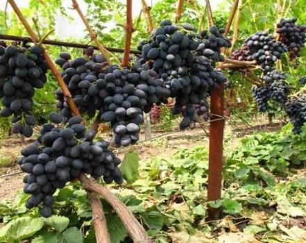 Beskrivning av svarta Kishmish druvor, odling och sorter