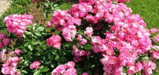 Opis róży Angela, zasady sadzenia i pielęgnacji w domu