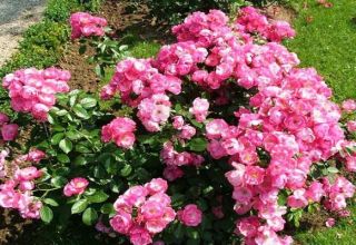 Descripció de la rosa d'Angela, les normes de plantació i cura a casa
