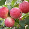 Descripción y características de la variedad de manzana Iyulskoe Chernenko, historia y cultivo.