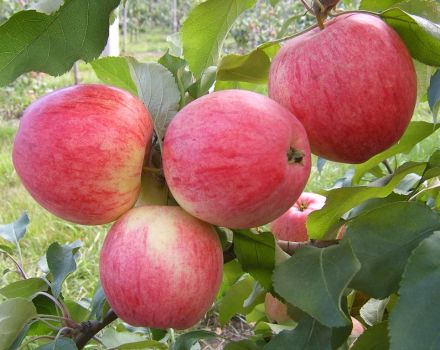 وصف وخصائص صنف التفاح Julskoe Chernenko والتاريخ والزراعة