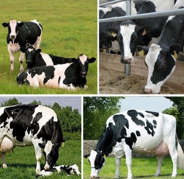 Top 12 con bò sữa tốt nhất và năng suất cao nhất