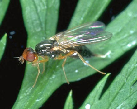 How to deal with carrot fly with ammonia