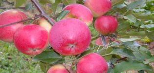 Popis a vlastnosti zimní odrůdy jablek Lyubava, pěstování a výnos