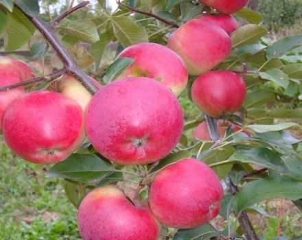Beskrivelse og funktioner i vinter æblevariet Lyubava, dyrkning og udbytte