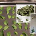 How and when to dry and harvest mint at home for the winter