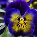 Planting, growing and caring for pansies outdoors