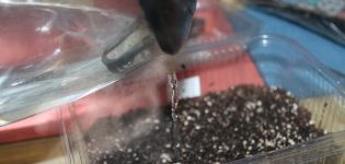 Normes per processar i sembrar tomàquets en aigua bullent