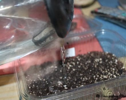 Normes per processar i sembrar tomàquets en aigua bullent