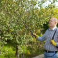 Kaip prižiūrėti vyšnias vasarą, rudenį ir pavasarį po derliaus nuėmimo