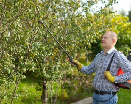 How to care for cherries in summer, fall and spring after harvest