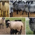 Wie man Schafe zu Hause für Anfänger züchtet