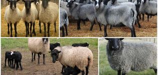 How to breed sheep at home for beginners