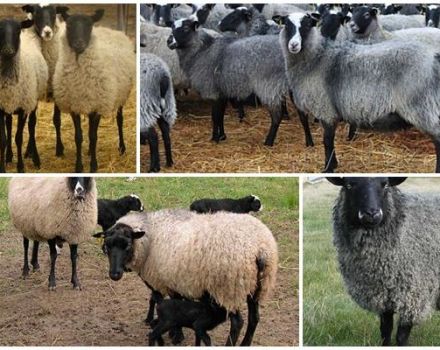 How to breed sheep at home for beginners